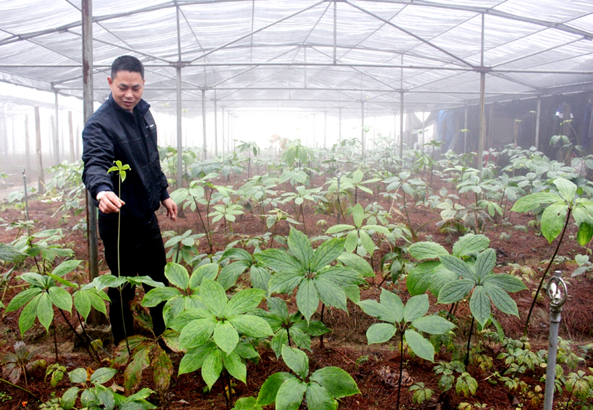 Những đóng góp của HTX đang thúc đẩy xây dựng nông thôn mới ở Hà Giang (Ảnh minh họa: Nguyễn Phương).