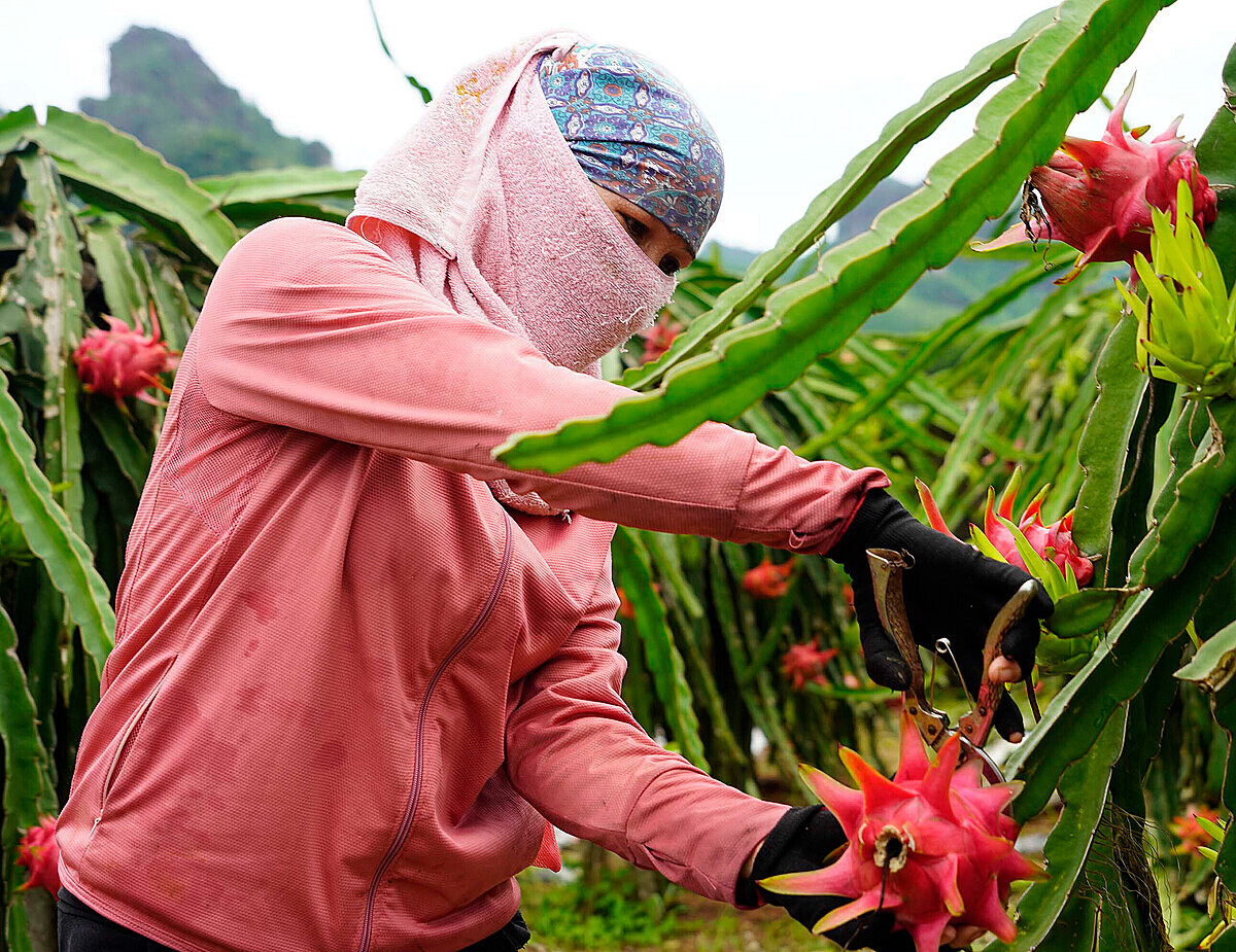 Nhiều người dân, HTX, doanh nghiệp đang gặp khó khăn trong vấn đề tác quyền giống thanh long LĐ1.