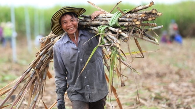 Nhiều HTX ở Thanh Hóa đã liên kết với doanh nghiệp để tạo thành chuỗi, từ đó giúp người dân nâng cao thu nhập và giảm nghèo bền vững.