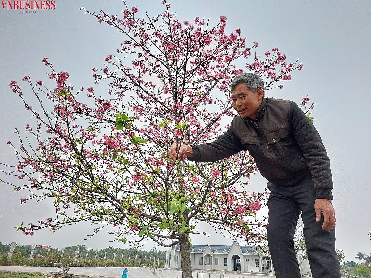 Ông Nguyễn Văn Vinh cho biết, hoa anh đào càng trồng lâu năm, cây càng to và nở hoa rực rỡ.