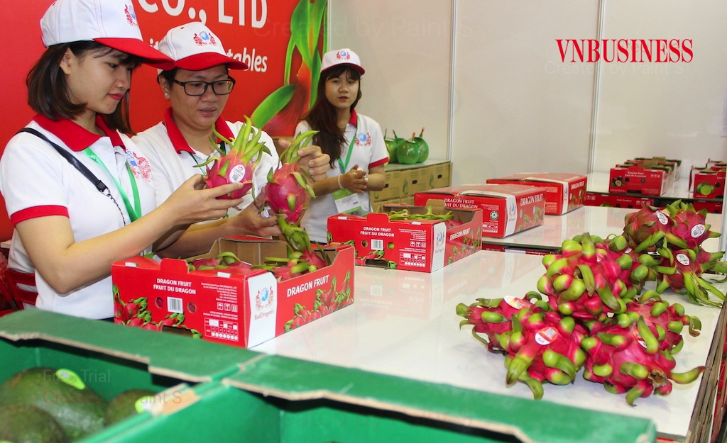 Những khúc mắc về bản quyền giống cần có sự tham gia tích cực của cơ quan quản lý trong việc tháo gỡ các vướng mắc nhằm tránh hệ lụy tiêu cực cho xuất khẩu rau quả.