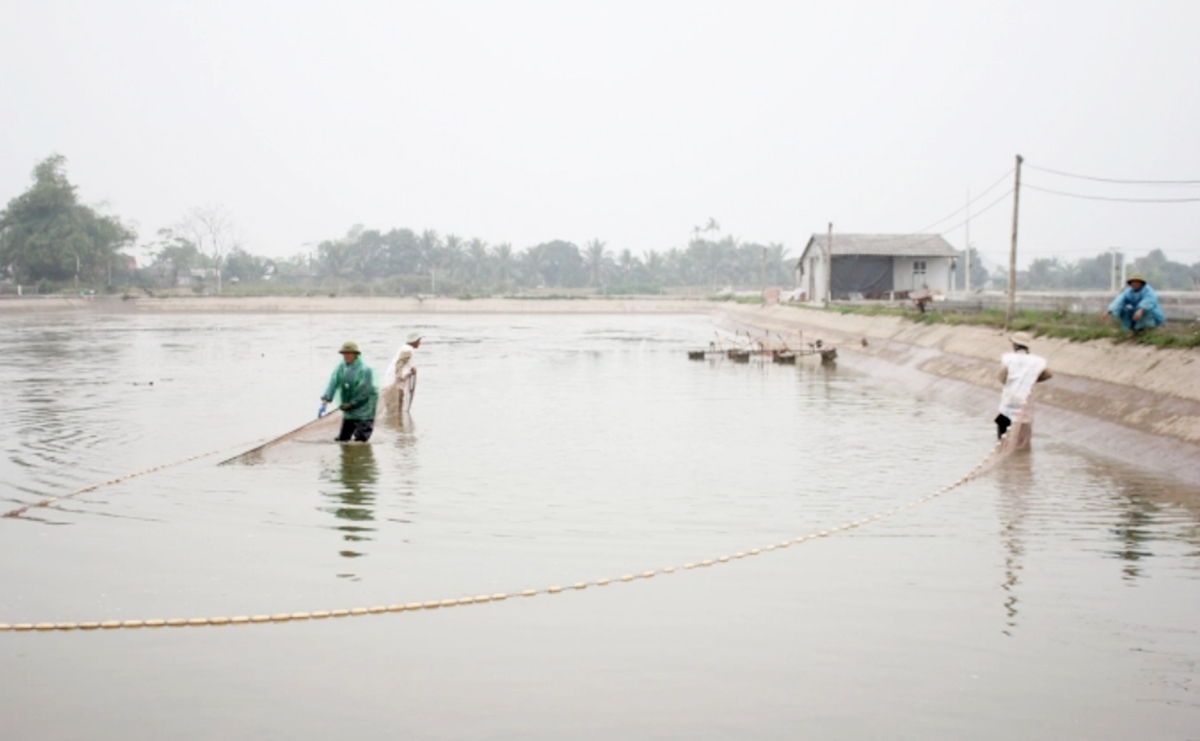 Liên vùng sản xuất thủy sản diện tích gần 300 ha ở Tứ Kỳ được kỳ vọng tạo ra doanh thu hàng triệu USD (Ảnh: Trung Quân).