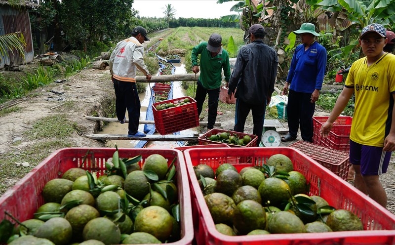 Ồ ạt mở rộng diện tích khiến người trồng cam sành ở Vĩnh Long khốn khó, giá đầu ra giảm mạnh.