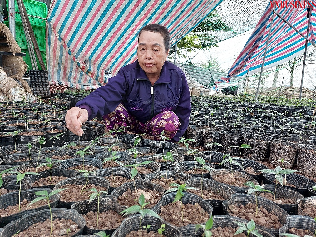 Vị giám đốc nông dân tiếp tục ươm và bán cây giống cho khách hàng không có điều kiện mua cây to.