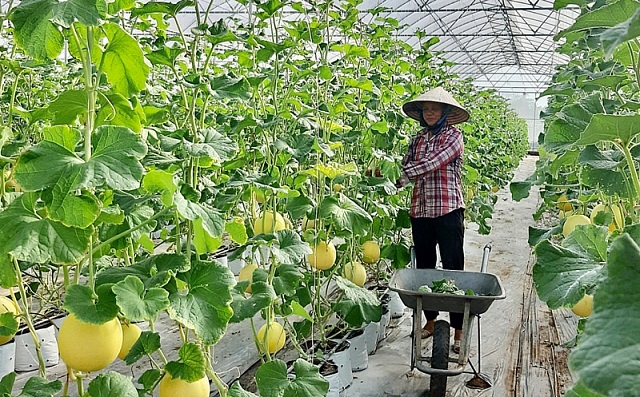 Việc ứng dụng công nghệ số đang là xu thế mà các HTX và người sản xuất không thể đứng ngoài cuộc.