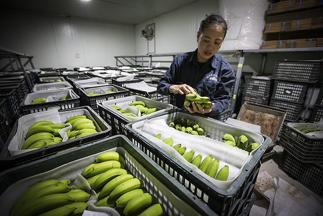 Xuất khẩu chuối có nhiều thuận lợi nhưng cũng gặp nhiều thách thức cần vượt qua.