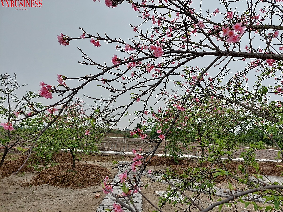 Hiện đang là thời kỳ nở rực rỡ của hoa anh đào Sakura.