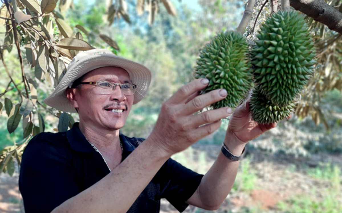 Các HTX cần nhiều nỗ lực và sự hỗ trợ thiết thực hơn để chinh phục các thị trường xuất khẩu chính ngạch.