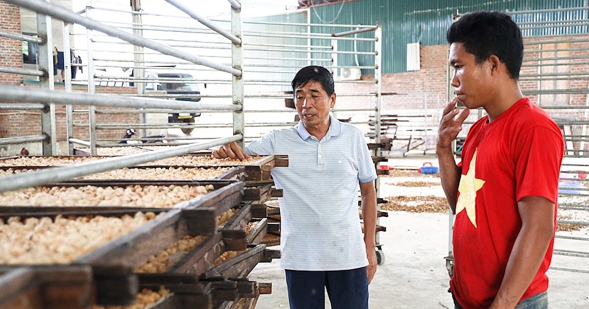 Nhãn sấy bằng công nghệ ép nhiệt giúp nâng cao chất lượng nông sản và bảo vệ môi trường thay vì sấy bằng than củi.