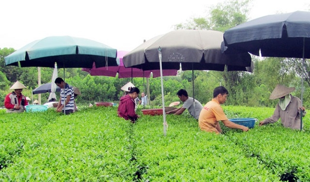 Các mô hình kinh tế HTX đang đóng một vai trò hết sức quan trọng trong xây dựng NTM.