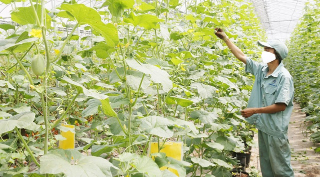 Nhờ ứng dụng KH&CN, các HTX đã tạo được sức cạnh tranh với các thành phần kinh tế khác.