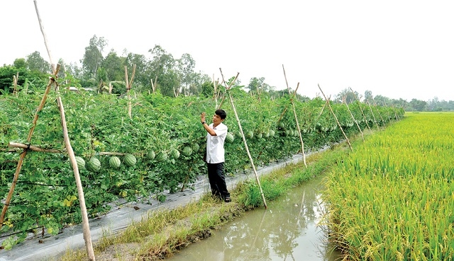 Ngày càng xuất hiện nhiều mô hình sản xuất thích ứng với BĐKH nhằm đảm bảo các tiêu chí về xây dựng NTM.