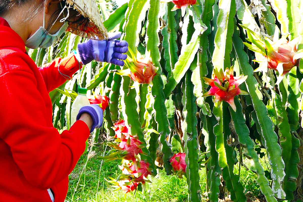 Nhờ chế biến sâu, thanh long Hàm Thuận Bắc giảm phụ thuộc vào biến động thị trường (Ảnh: NL)