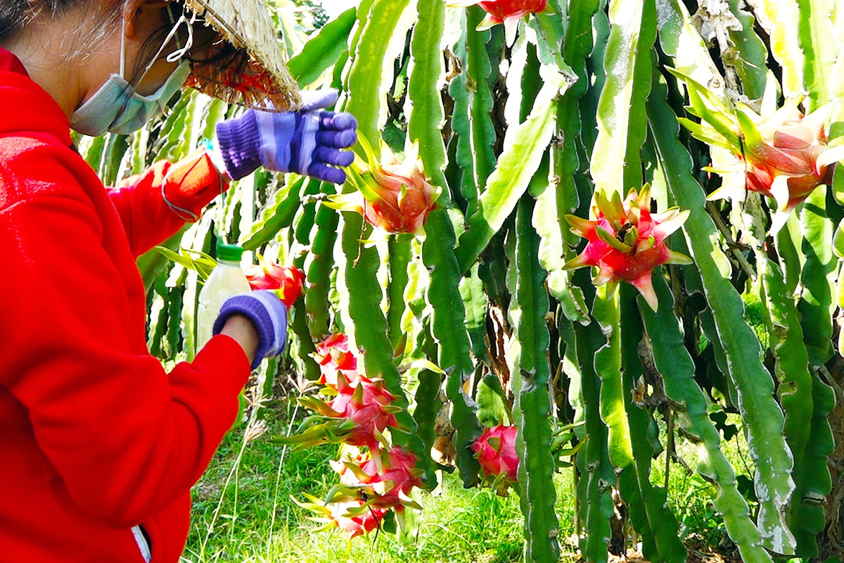 Nhờ chế biến sâu, thanh long Hàm Thuận Bắc giảm phụ thuộc vào biến động thị trường (Ảnh: NL)