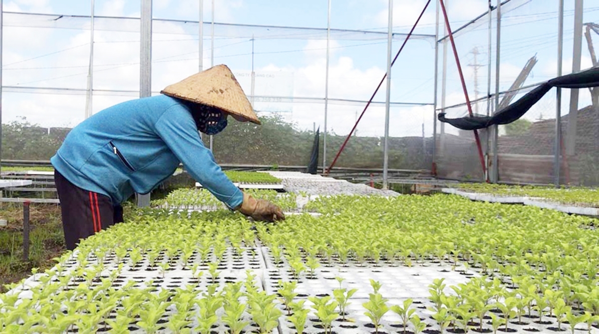 HTX cần hướng tới sản xuất sạch, hữu cơ để giảm chi phí, nâng cao giá trị sản xuất.