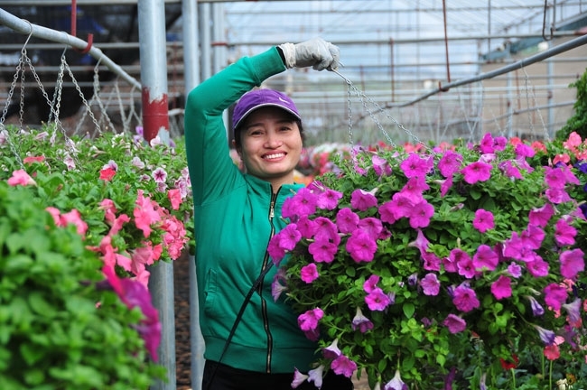 Ứng dụng công nghệ cao trong sản xuất hoa, cây cảnh ở HTX Xuân Quan giúp đầu ra thuận lợi.