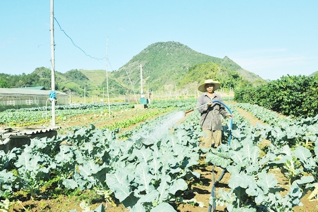 Nhiều HTX ở Sơn La làm ăn có hiệu quả, tạo việc làm ổn định cho hàng ngàn thành viên, nông dân, đồng bào vùng sâu, vùng xa, vùng dân tộc thiểu số.