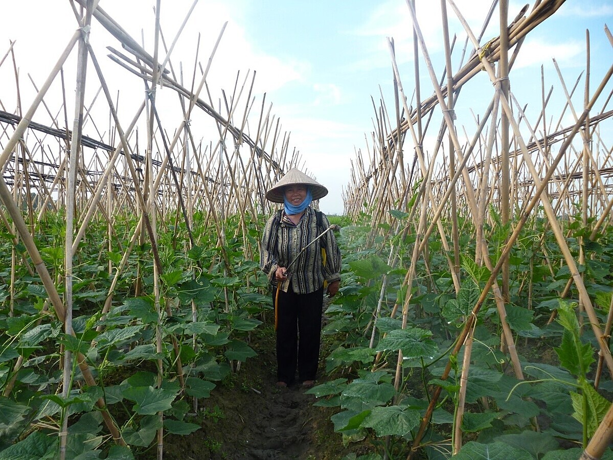 Thành viên HTX Liên Ấp đang chăm sóc dưa chuột. Ảnh Int