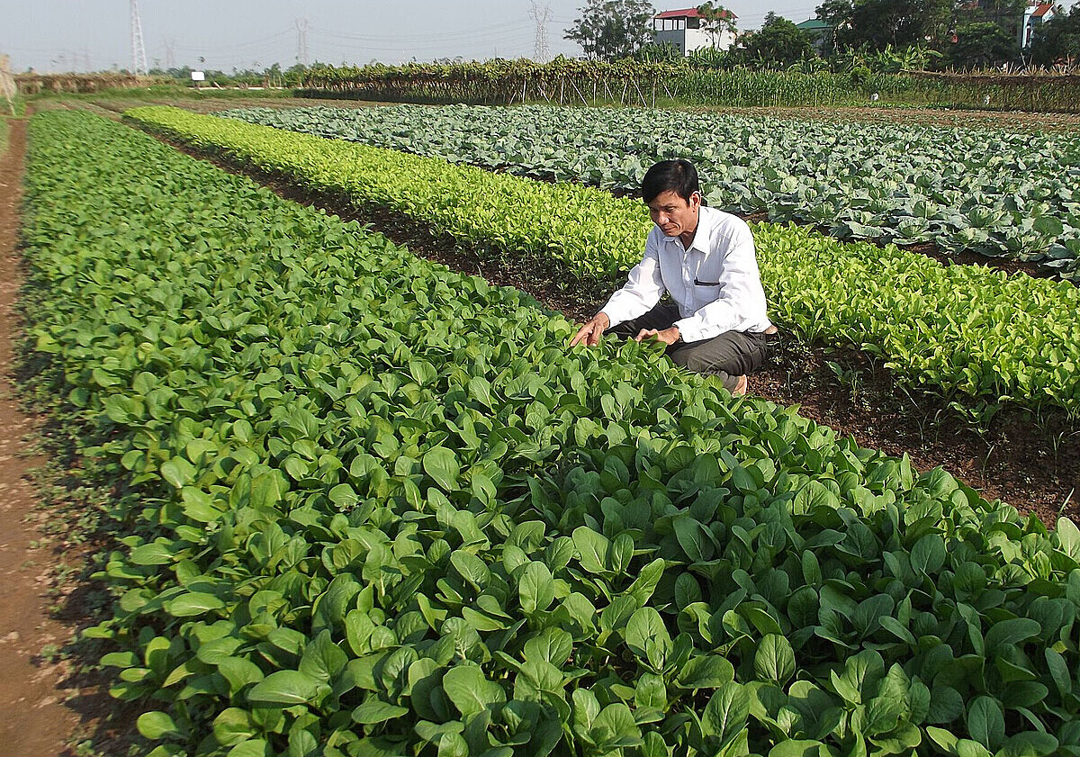 Cùng với diện tích cà chua, đến nay, HTX Liên Ấp cũng phát triển vùng chuyên canh rau xanh, bầu, bí xanh, dưa chuột Thái Lan, Nhật Bản, mướp hương, cây ăn quả… (Ảnh Int).