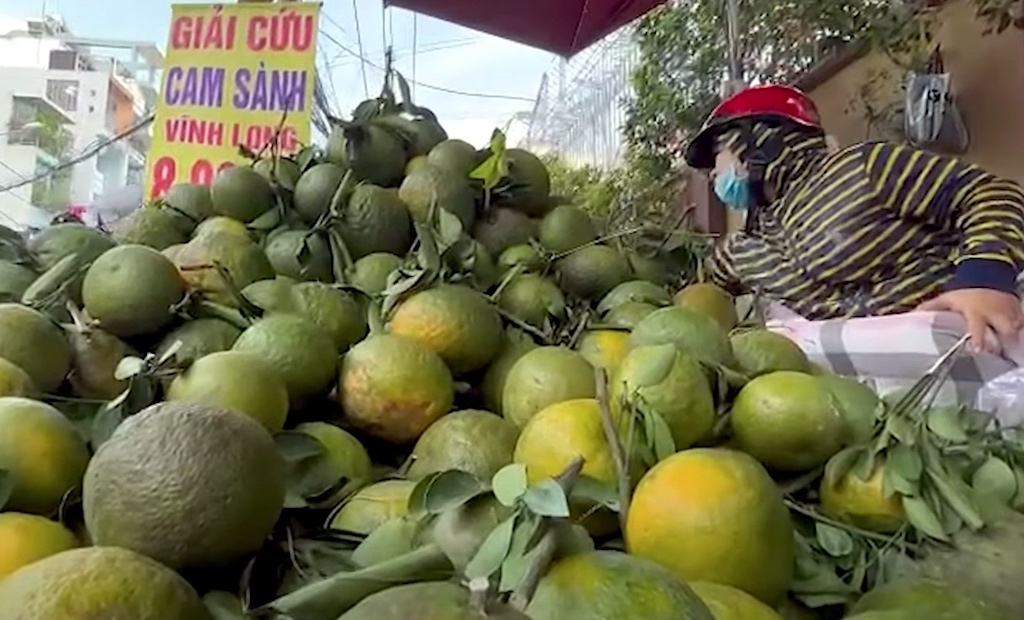 Giữa lúc tình hình tiêu thụ gặp khó, giá giảm sâu, trái cam sành đang được “giải cứu” rầm rộ ở Tp.HCM.