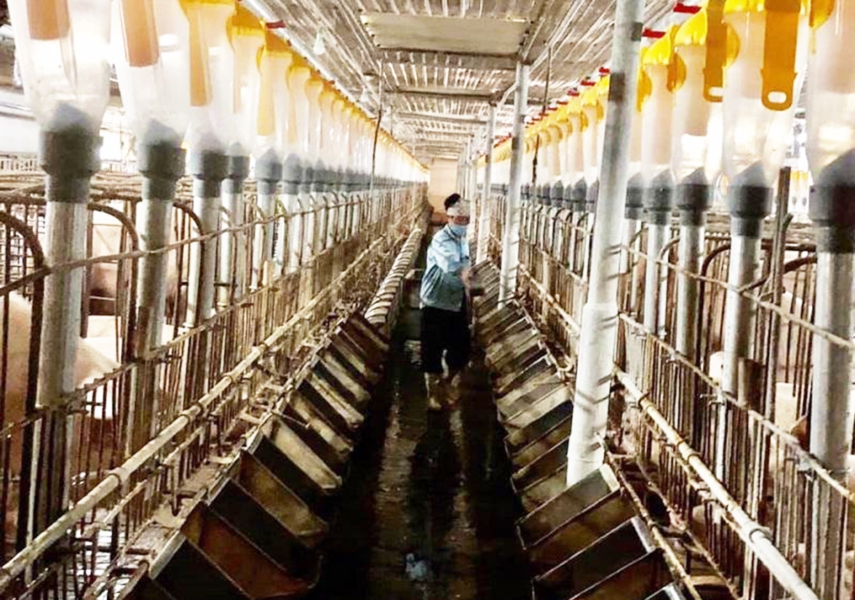 Mô hình chăn nuôi được ví như chung cư lợn của HTX Hoàng Long.