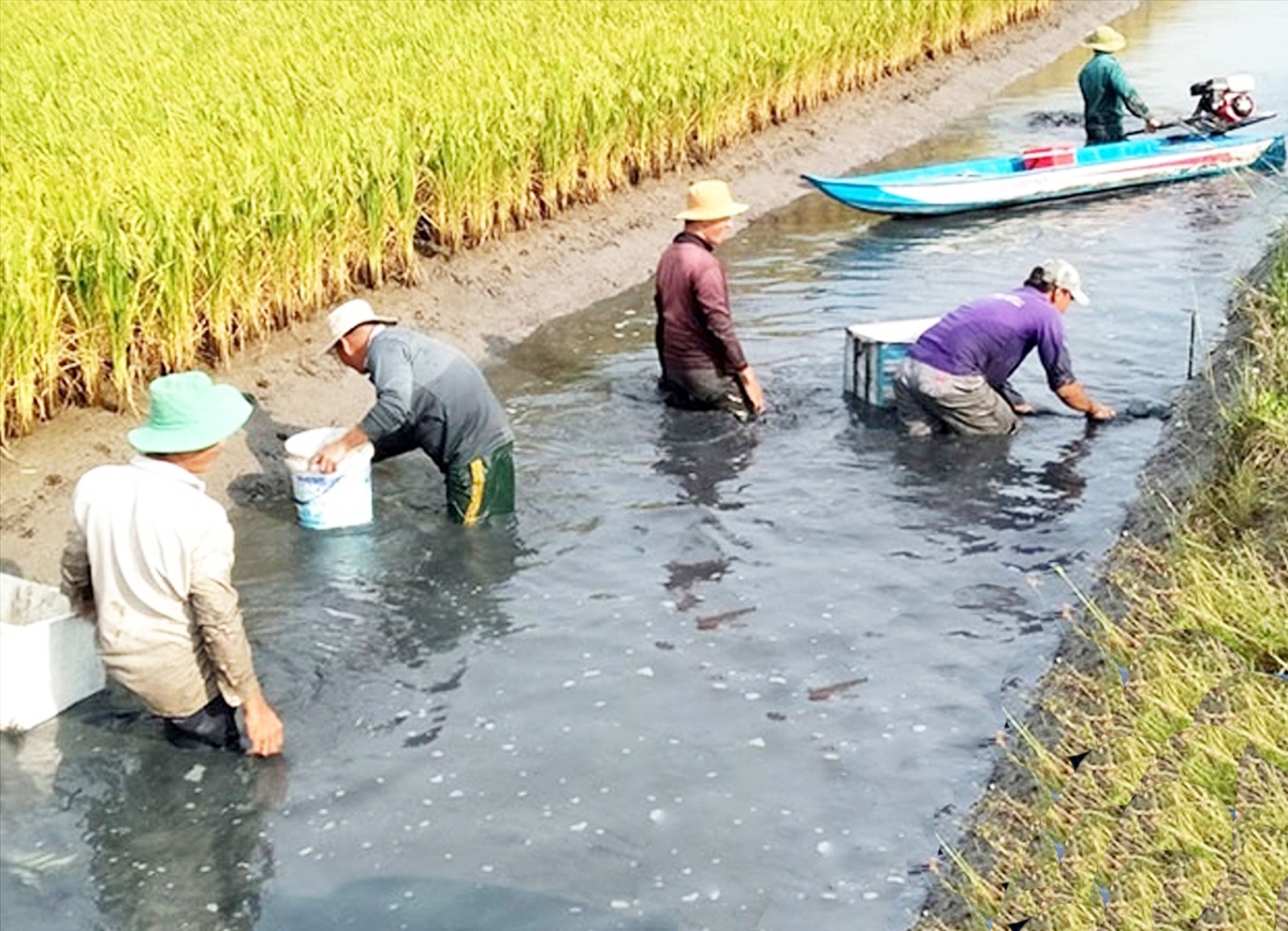 Mối liên kết giữa HTX và doanh nghiệp mang lại giá trị thiết thực, tạo điểm tựa làm giàu cho nông dân.