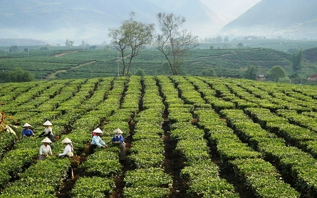 Phúc Khoa đã đẩy mạnh chuyển đổi một số diện tích cây trồng kém hiệu quả sang trồng cây chè.