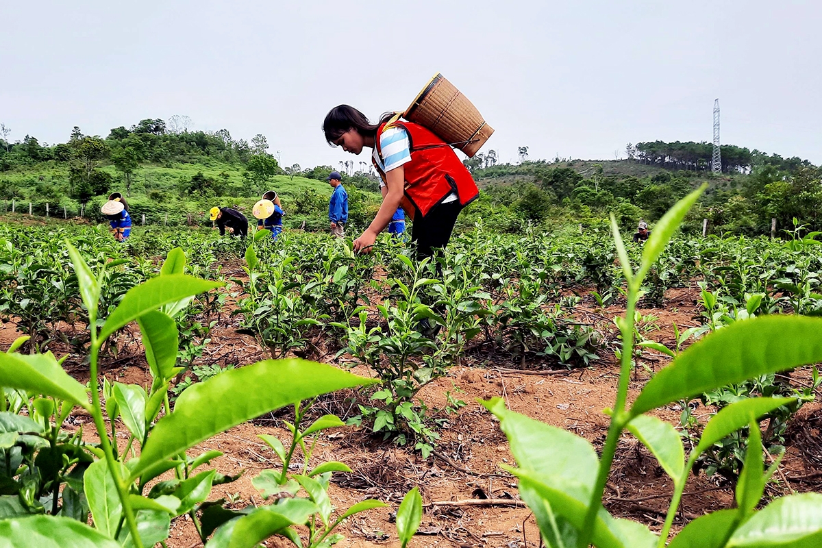 HTX chè sạch Đông Trường Sơn đang là điểm tựa giảm nghèo cho thành viên người dân tộc thiểu số (Ảnh: Trần Phúc).