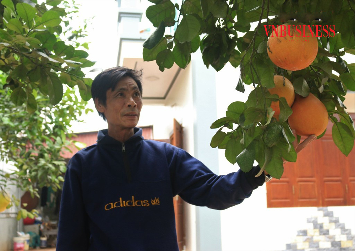 Sản xuất sạch giúp nhiều vùng trồng bưởi ở Hà Nội gia tăng giá trị sản xuất.