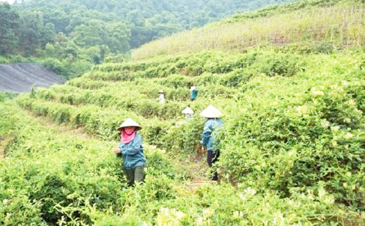 Dược liệu hữu cơ đang là hướng đi hiệu quả trong xóa đói, giảm nghèo tại nhiều địa phương.