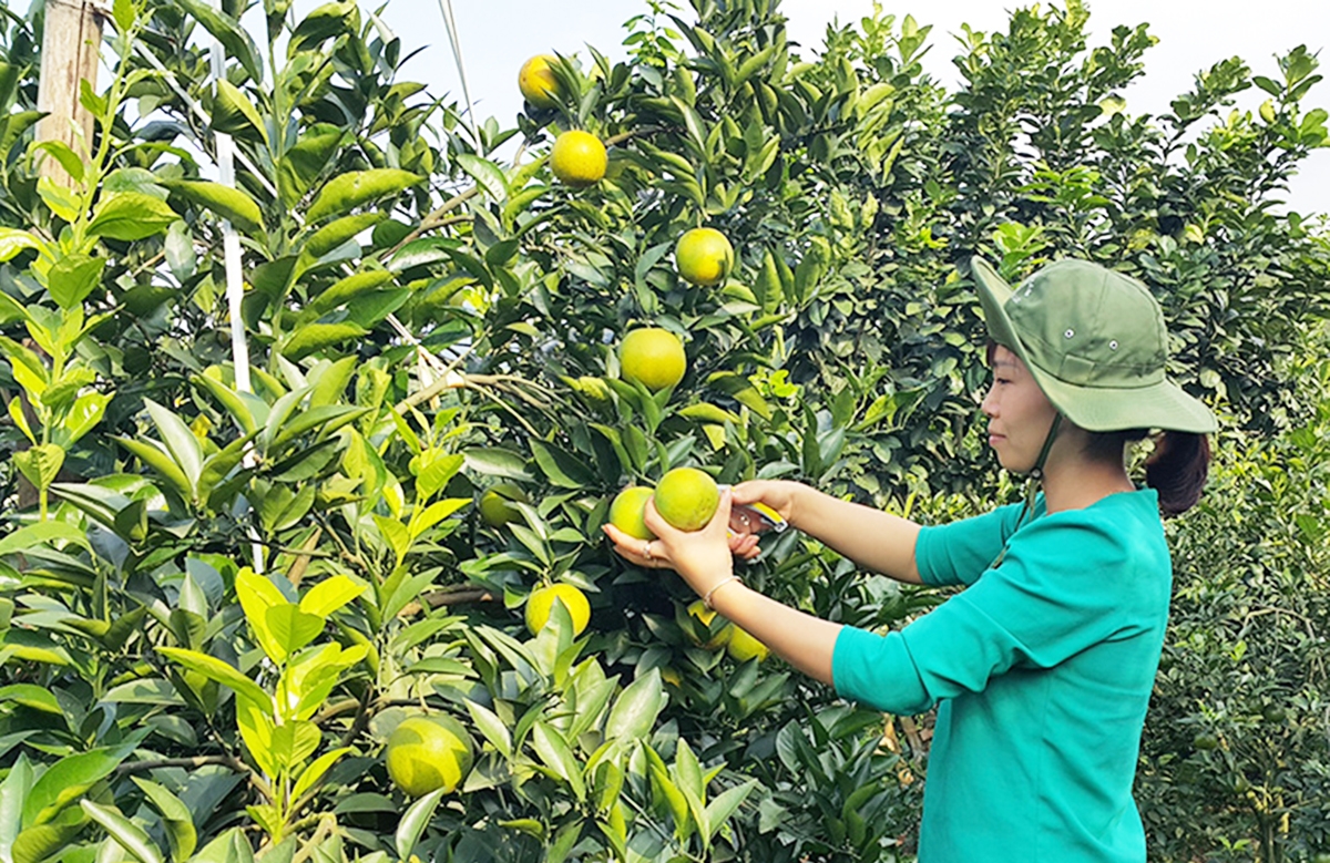Cam Cao Phong ngày càng được nâng tầm về thương hiệu với đóng góp tích cực của các HTX (Ảnh: Minh Cường).
