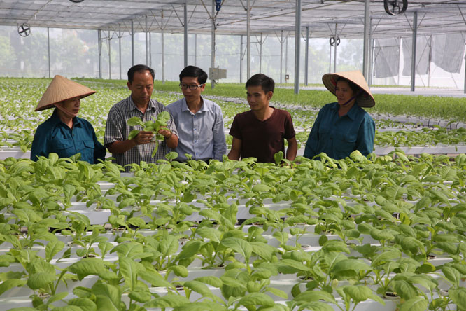 Một số quy định trong Luật HTX năm 2012 chưa thực sự tạo động lực để thu hút hộ cá thể tham gia HTX.