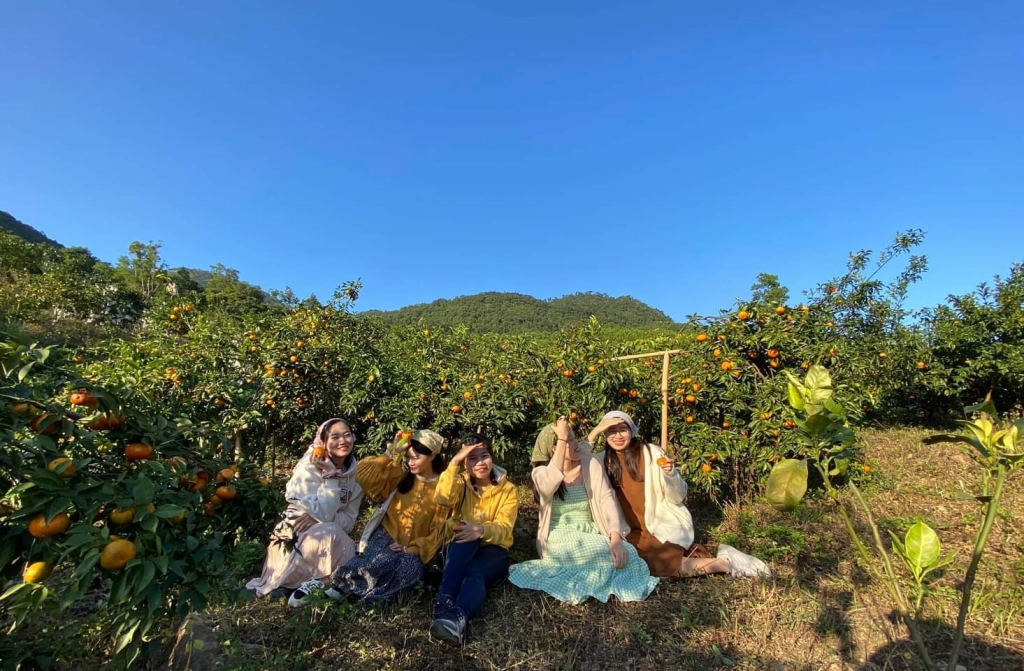 Vườn cam của các HTX trở thành điểm đến check in của nhiều bạn trẻ.