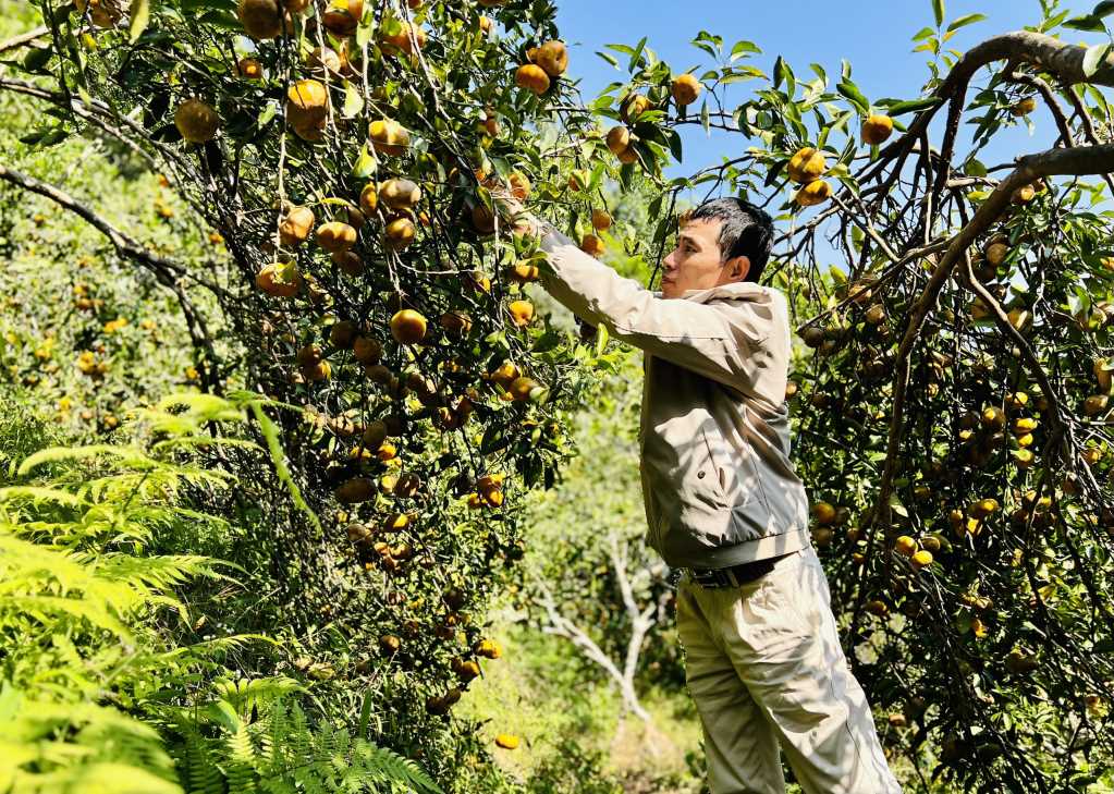 Cây cam đã trở thành cây trồng chủ lực của người dân xã Vạn Yên (ảnh TL).