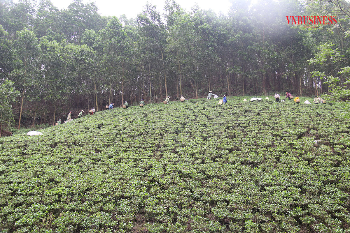 Các HTX đang có đóng góp tích cực vào quá trình xây dựng kinh tế - xã hội ở Võ Nhai &lpar;Ảnh: PD&rpar;.