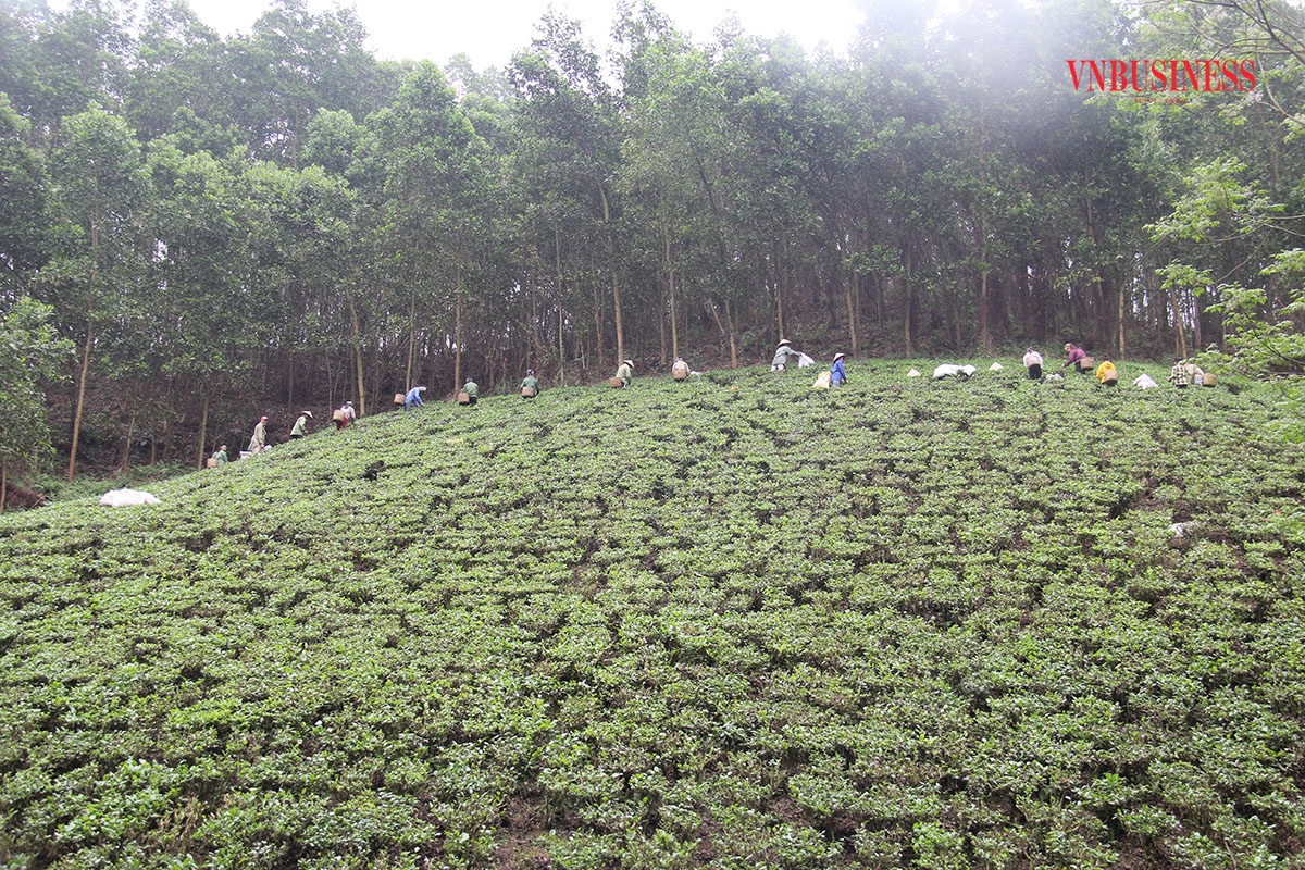 Các HTX đang có đóng góp tích cực vào quá trình xây dựng kinh tế - xã hội ở Võ Nhai &lpar;Ảnh: PD&rpar;.