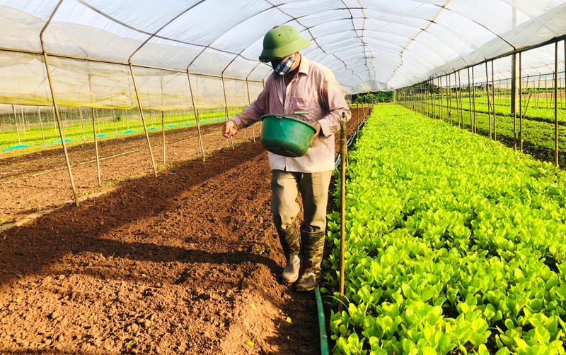 Vấn đề chuyển mục đích sử dụng từ đất trồng lúa sang sản xuất một số cây hàng năm của HTX đang gặp nhiều khó khăn bởi các quy định phức tạp.