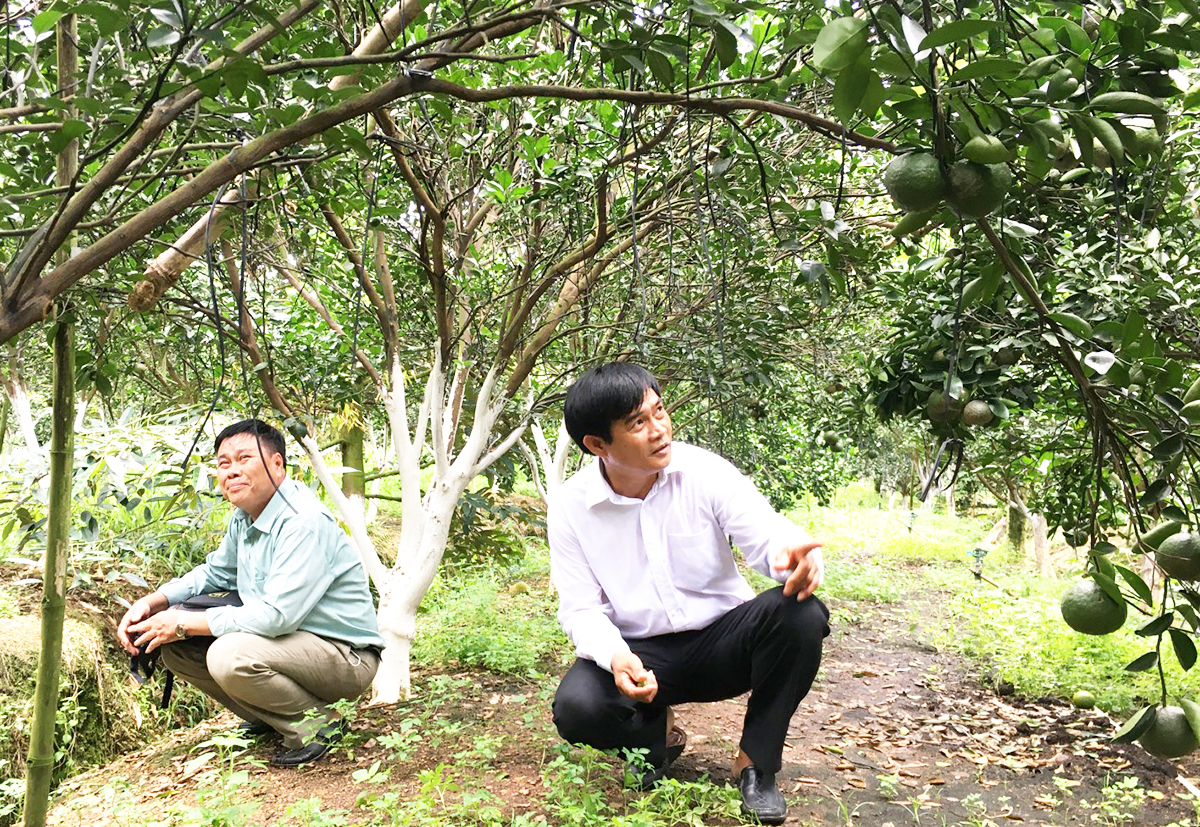 Nông nghiệp huyện Bắc Tân Uyên đang hái trái ngọt nhờ ứng dụng công nghệ, kỹ thuật hiện đại (Ảnh: BBD).