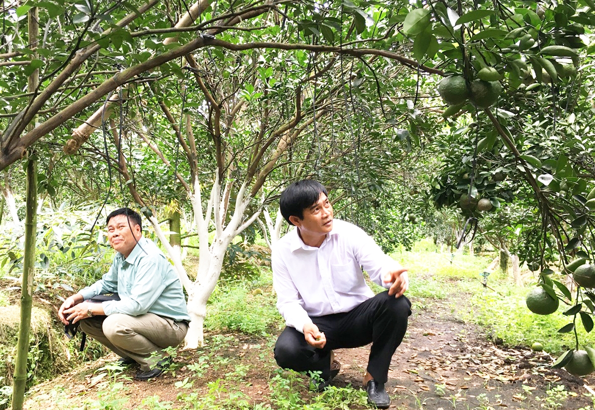 Nông nghiệp huyện Bắc Tân Uyên đang hái trái ngọt nhờ ứng dụng công nghệ, kỹ thuật hiện đại (Ảnh: BBD).