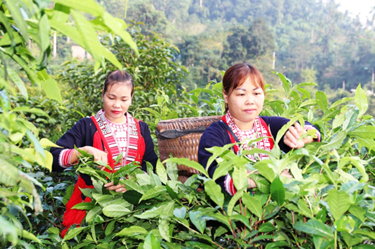 Thương hiệu chè Shan Bắc Quang ngày càng được nâng tầm nhờ những HTX điểm như Minh Quang (Ảnh: Thu Phương).