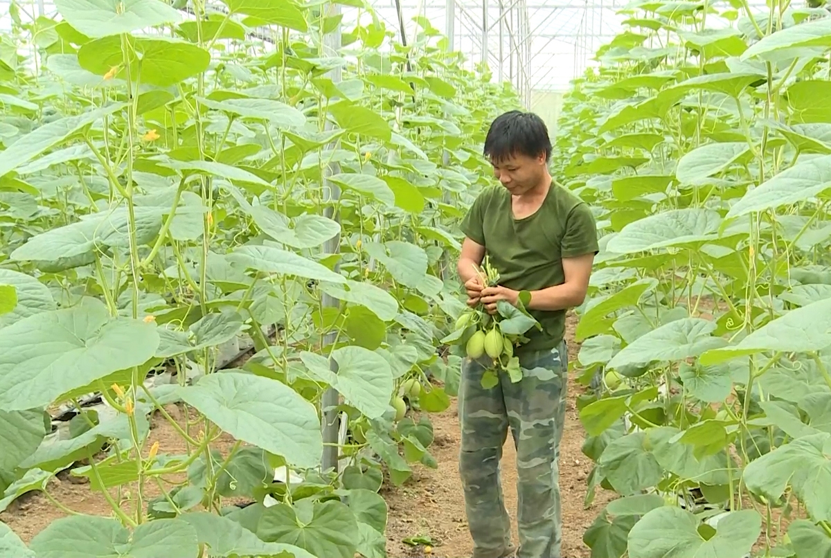 Nông thôn mới tỉnh Thanh Hóa đang có chuyển biến tích cực với những đóng góp của các HTX (Ảnh: TTV).