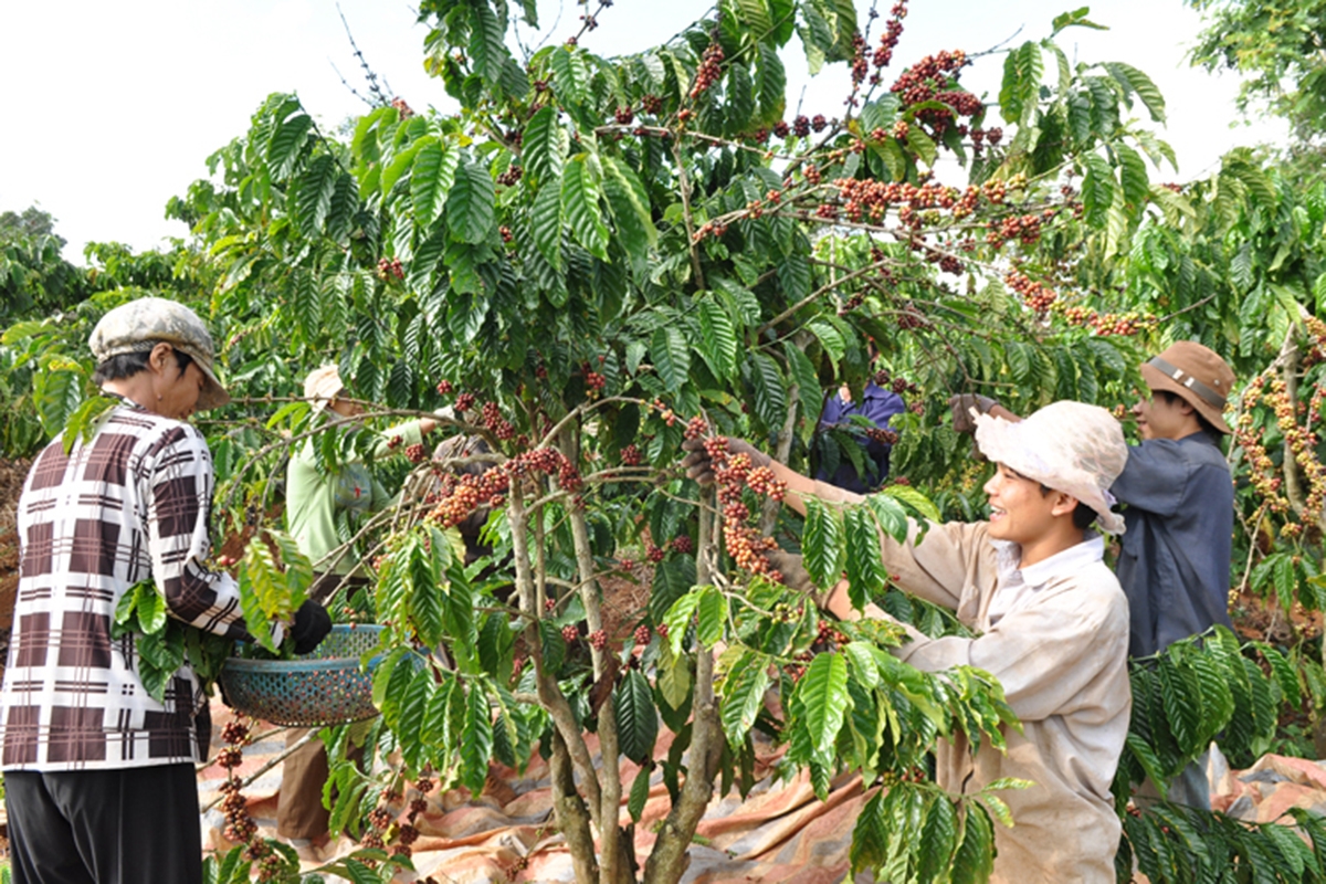 Các HTX có thể trở thành trung tâm trong các mô hình nông nghiệp bền vững hợp tác giữa Bộ NN&PTNT và IDH thời gian tới.