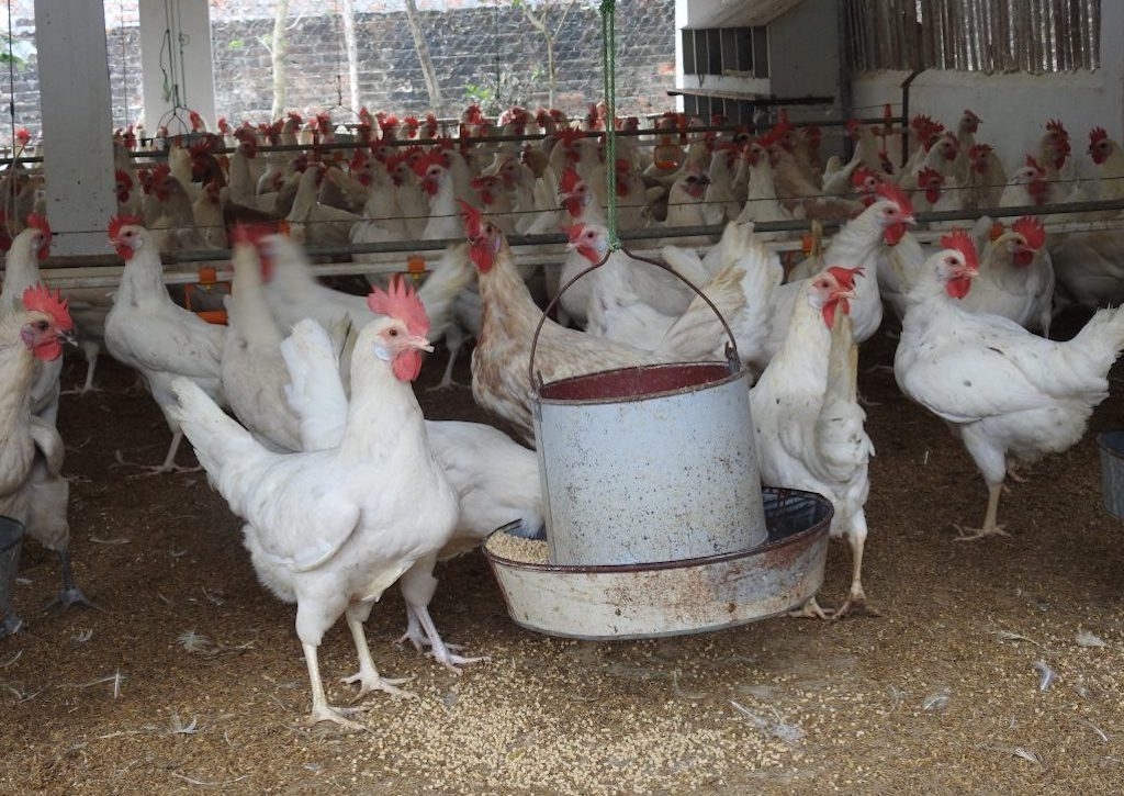 Mô hình nuôi gà Ai Cập lấy trứng được các thành viên HTX Chăn nuôi - dịch vụ Thanh An học hỏi và áp dụng.