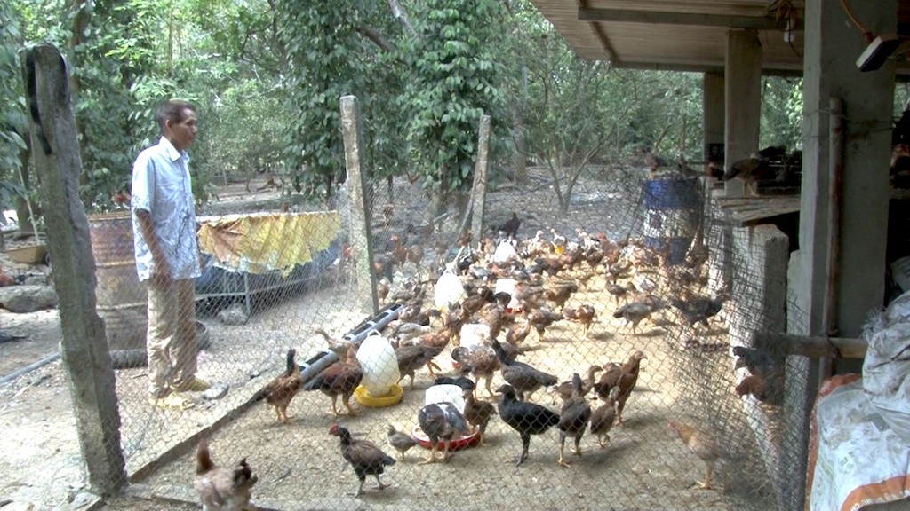Mô hình nuôi gà thả vườn của HTX chăn nuôi Tân Hưng giúp giảm nghèo cho bà con địa phương.