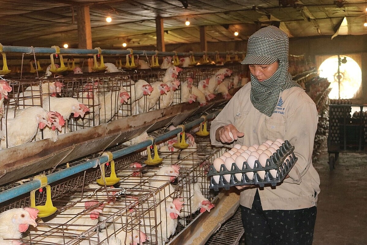 Lãi suất ngân hàng cao khiến nhiều HTX chăn nuôi khó khăn trong phát triển sản xuất kinh doanh trong khi giá cả đầu vào vẫn ở mức cao.