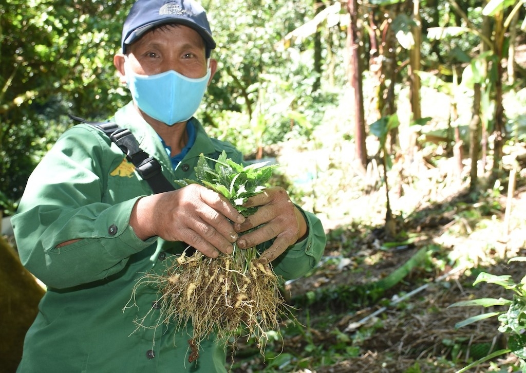 Cần sự hỗ trợ mạnh hơn để HTX tham gia vào chuỗi sản xuất dược liệu có tiềm năng tỷ đô tại Việt Nam (Ảnh: IT).
