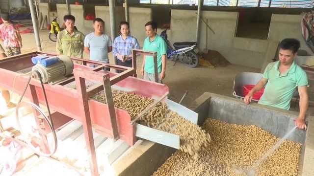 Các HTX đa dạng hóa các ngành nghề, dịch vụ mang lại hiệu quả kinh tế cao cho thành viên, hộ dân liên kết.