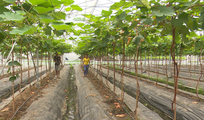 Mô hình trồng nho công nghệ cao của HTX Đồng Tâm 3 đang mang lại hiệu quả cao về kinh tế và góp phần bảo vệ môi trường sinh thái.