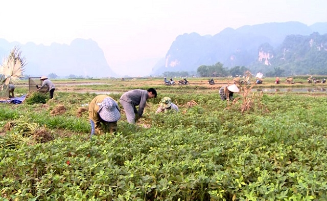 Nhiều HTX đã tạo ra chuỗi liên kết sản xuất, tiêu thụ sản phẩm theo hướng bền vững và giúp các hộ thành viên nâng cao đời sống.