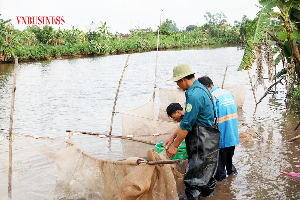 Đẩy mạnh liên kết là đòi hỏi tất yếu để các HTX nâng cao nội lực, gia tăng giá trị kinh tế.